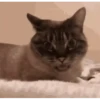 Gatos Mov ️ 12