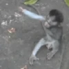Monos ️ 11
