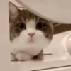 Gatos Mov ️ 13