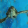 Papás De Disney Mov 16