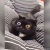Jackal Cats 13