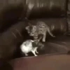 Gatos Mov ️ 14