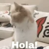Gatos Mov ️ 15