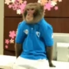 Monos ️ 17