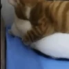 Gatos Mov ️ 17