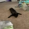 Gatos Mov ️ 18