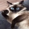 Jackal Cats 17