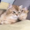 Jackal Cats 19