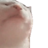 Cats 13