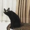Jackal Cats 20