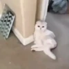 Jackal Cats 21