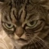 Gatos Mov ️ 20
