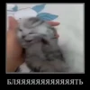 Jackal Cats 22