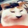 Jackal Cats 23