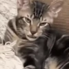 Gatos Mov ️ 22