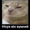 Jackal Cats 24