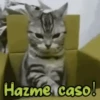 Gatos Mov ️ 23