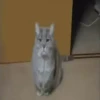 Jackal Cats 26