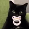 Gatos Mov ️ 25