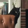 Jackal Cats 28