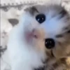 Gatos Mov ️ 27