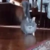 Jackal Cats 29