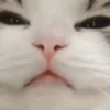 Gatos Mov ️ 28