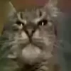 Jackal Cats 30