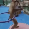 Monos ️ 26