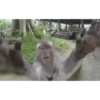 Monos ️ 29