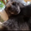 Monos ️ 30