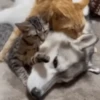 Gatos Mov ️ 30