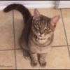 michis mov ‍ 5