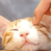 michis mov ‍ 6