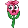 Rosas  flowers 6
