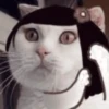 meow Mov 7