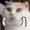 meow Mov 8
