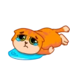 Gatito amoroso 5