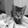 michis mov ‍ 9