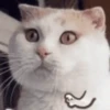 meow Mov 10