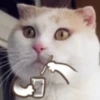 meow Mov 11
