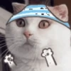 meow Mov 12