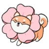 Shiba Dog 1 Movi 15