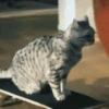 michis mov ‍ 16