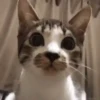 michis mov ‍ 17