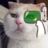 meow Mov 13