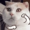 meow Mov 15