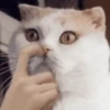 meow Mov 16