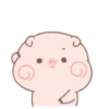 Little pigs 26