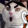 meow Mov 18